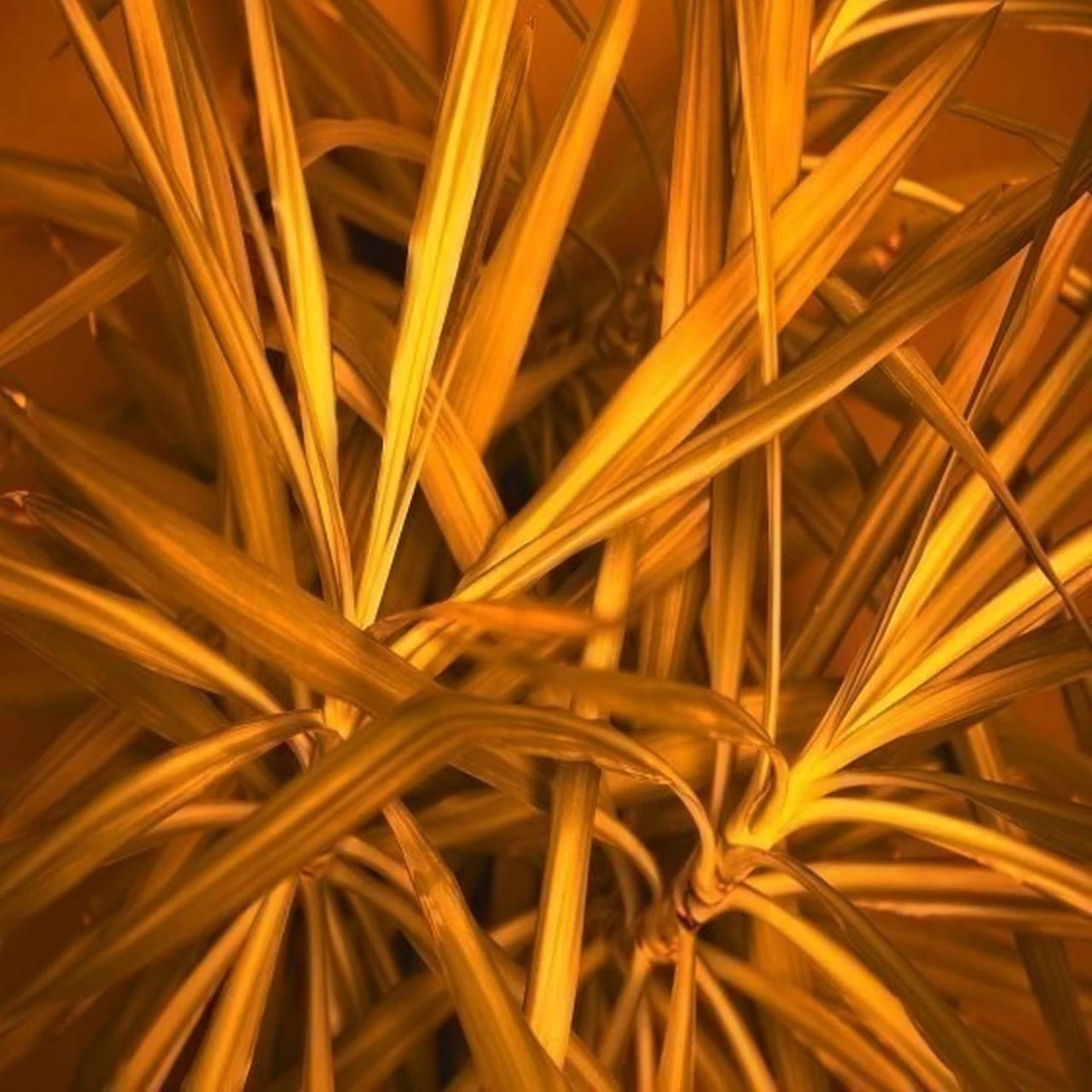 A.S. Creation | AP Digital 4 | DD109155 | Fototapete | Vlies | Versch. Größen | Wald & Pflanzen 1 A.S. Creation | AP Digital 4 | DD109155 | Fototapete | Vlies | Versch. Größen | Wald & Pflanzen