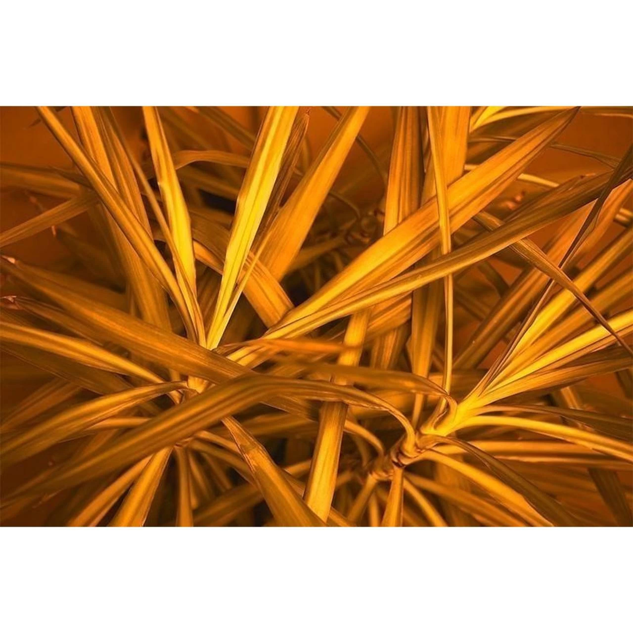 A.S. Creation | AP Digital 4 | DD109155 | Fototapete | Vlies | Versch. Größen | Wald & Pflanzen 2 A.S. Creation | AP Digital 4 | DD109155 | Fototapete | Vlies | Versch. Größen | Wald & Pflanzen – Bild 2