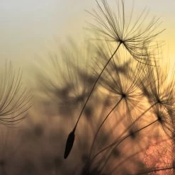 A.S. Creation | Designwalls | DD118592 | Fototapete | Vlies | 350 X 255 Cm | Natur | Schwarz | Blau