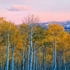 A.S. Creation | Designwalls 2.0 | DD119071 | Fototapete | Vlies | 192 X 260 Cm | Wald & Pflanzen