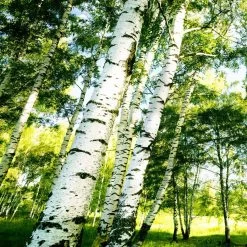 A.S. Creation | Designwalls 2.0 | DD119119 | Fototapete | Vlies | 192 X 260 Cm | Wald & Pflanzen