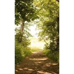 Dimex | Dimex Line | MS-2-0093 | Fototapete | Vlies | Versch. Größen | Wald & Pflanzen | Grün