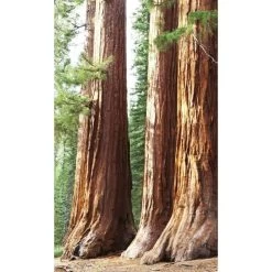 Dimex | Dimex Line | MS-2-0102 | Fototapete | Vlies | Versch. Größen | Wald & Pflanzen | Braun