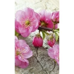 Dimex | Dimex Line | MS-2-0109 | Fototapete | Vlies | Versch. Größen | Wald & Pflanzen | Rosa