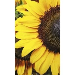 Dimex | Dimex Line | MS-2-0130 | Fototapete | Vlies | Versch. Größen | Wald & Pflanzen | Gelb