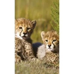 Dimex | Dimex Line | MS-2-0229 | Fototapete | Vlies | Versch. Größen | Tiere | Grün