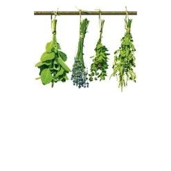 Dimex | Dimex Line | MS-2-0240 | Fototapete | Vlies | Versch. Größen | Küche | Grün