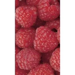 Dimex | Dimex Line | MS-2-0242 | Fototapete | Vlies | Versch. Größen | Küche | Rot