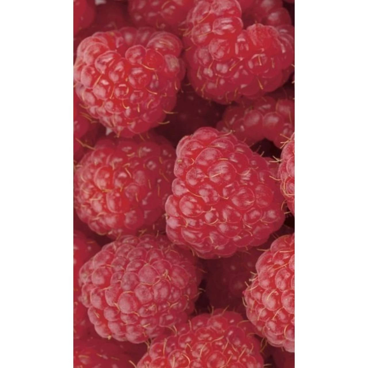 Dimex | Dimex Line | MS-2-0242 | Fototapete | Vlies | Versch. Größen | Küche | Rot 1 Dimex | Dimex Line | MS-2-0242 | Fototapete | Vlies | Versch. Größen | Küche | Rot